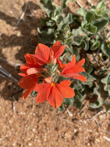 Sabi Crossandra