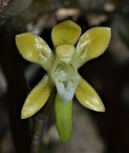 Plectorrhiza brevilabris