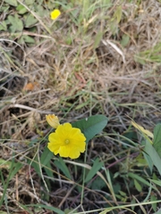 Camonea umbellata image