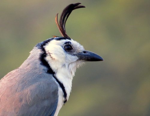 White-throated Magpie-Jay