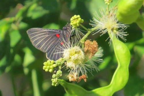 White-rayed Metalmark
