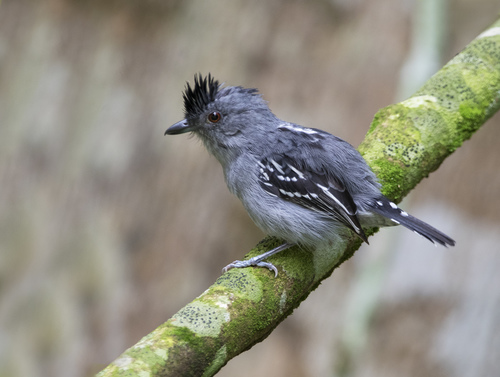 Natterer's Slaty-Antshrike