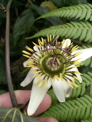 Image of Passiflora chelidonea