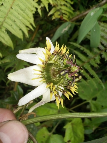 Passiflora chelidonea
