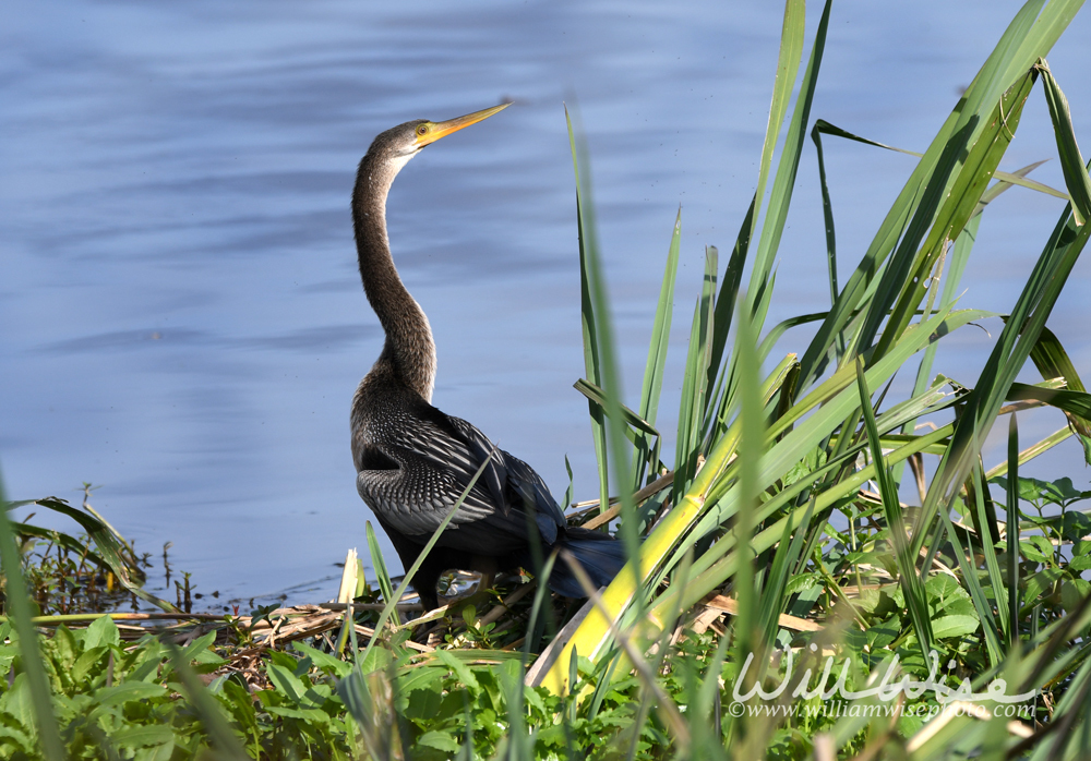 Anhinga