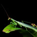 Microphotina - Photo (c) Projeto Mantis, todos los derechos reservados, subido por Projeto Mantis