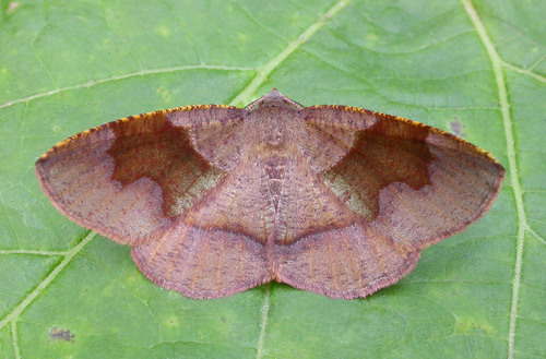 Barred Umber