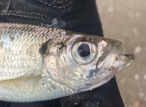 Yellowfin Herring