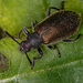 Hairy Darkling Beetle - Photo (c) Vinícius Rodrigues de Souza, all rights reserved, uploaded by Vinícius Rodrigues de Souza