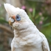 Little Corella - Photo (c) Steven Robson, all rights reserved, uploaded by Steven Robson