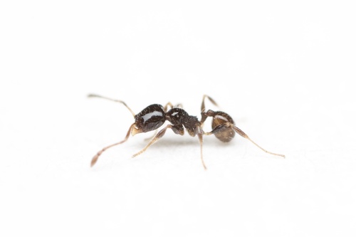 Pheidole adrianoiPheidole adrianoi