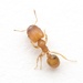 Bilimek's Big-headed Ant - Photo (c) Aaron Stoll, all rights reserved, uploaded by Aaron Stoll