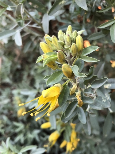 iNaturalist observation photo of Bladderpod