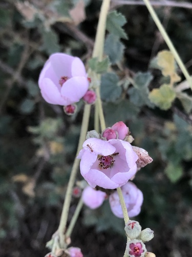 iNaturalist observation photo of southern coastal bushmallow