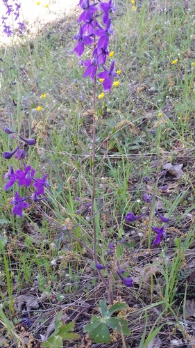 iNaturalist observation photo of larkspurs