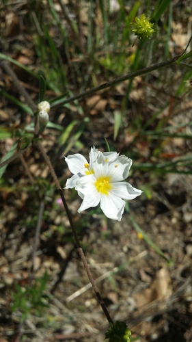 iNaturalist observation photo of western blue-eyed grass