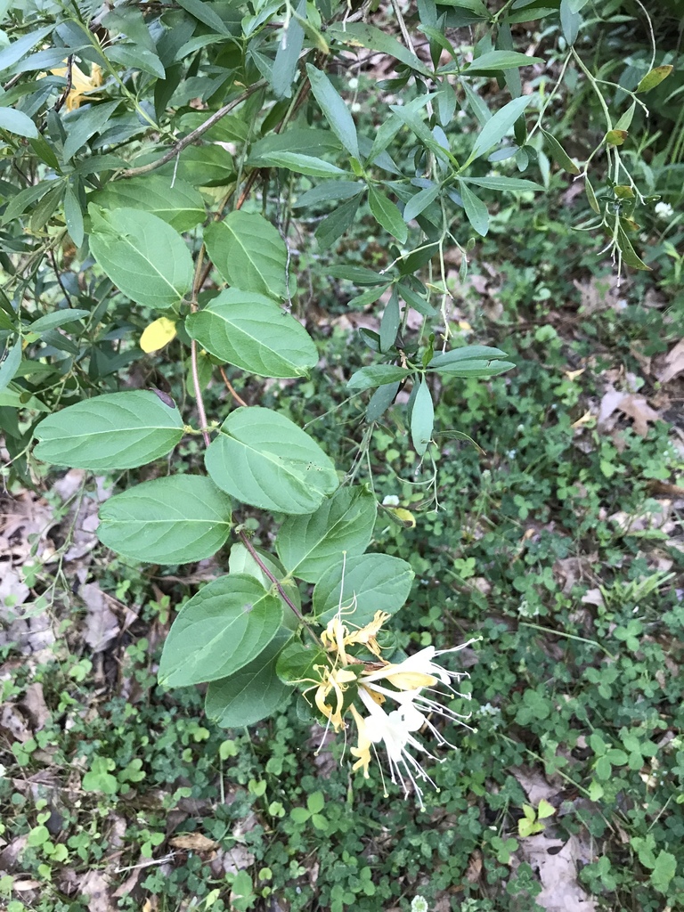 Japanese honeysuckle from 2561 Highway 471, Brandon, MS, US on May 06