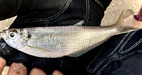 Yellowfin Herring