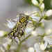 Perissus rhaphumoides - Photo (c) Kaniska, todos los derechos reservados, subido por Kaniska