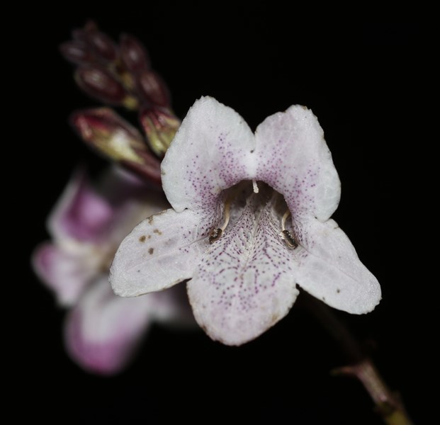 Biến hoa (Asystasia chelonoides)