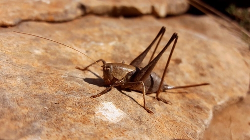 Two-toothed Bush-cricket
