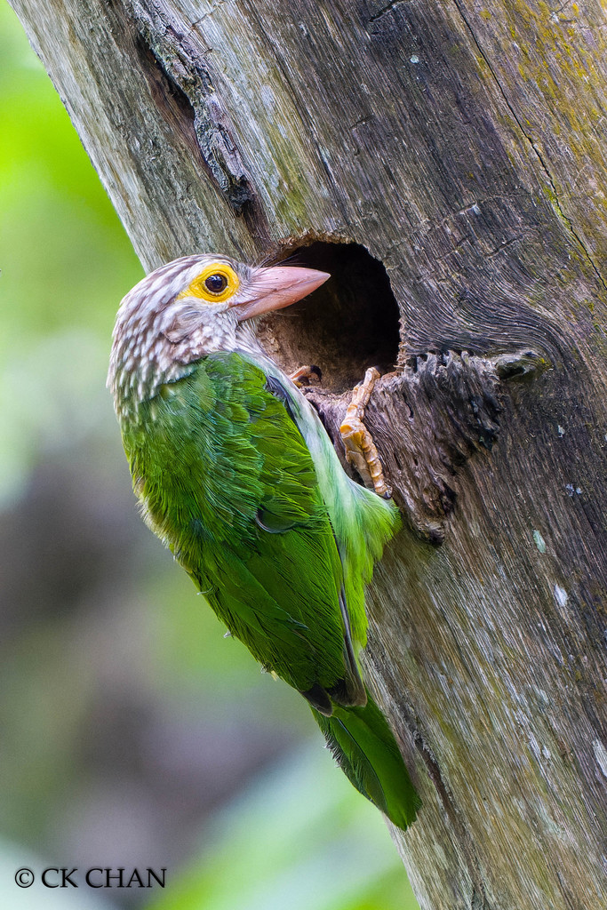 Lineated Barbet (Psilopogon lineatus) photo