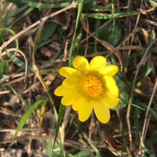 Lesser celandine