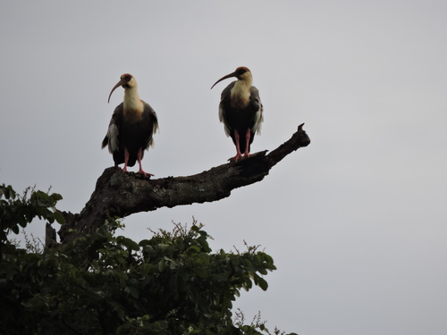 Buff-necked Ibis