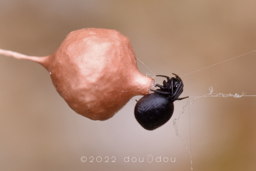 género Spheropistha · BioDiversity4All