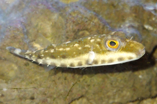 Bandtail Puffer