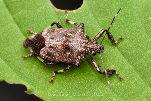 Eocanthecona concinna · iNaturalist