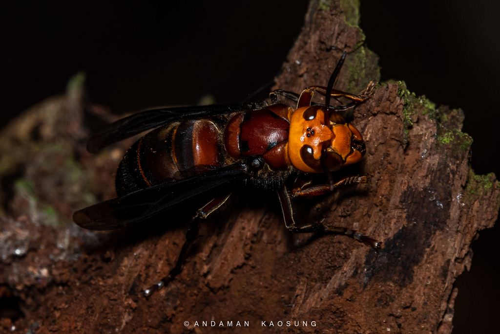 Asian Giant Hornet From   Large 