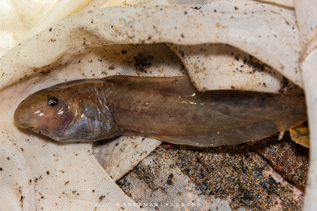 Leptobrachium huashen in December 2021 by Andaman Kaosung · iNaturalist