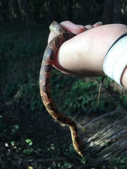 Image of Leptodeira rhombifera