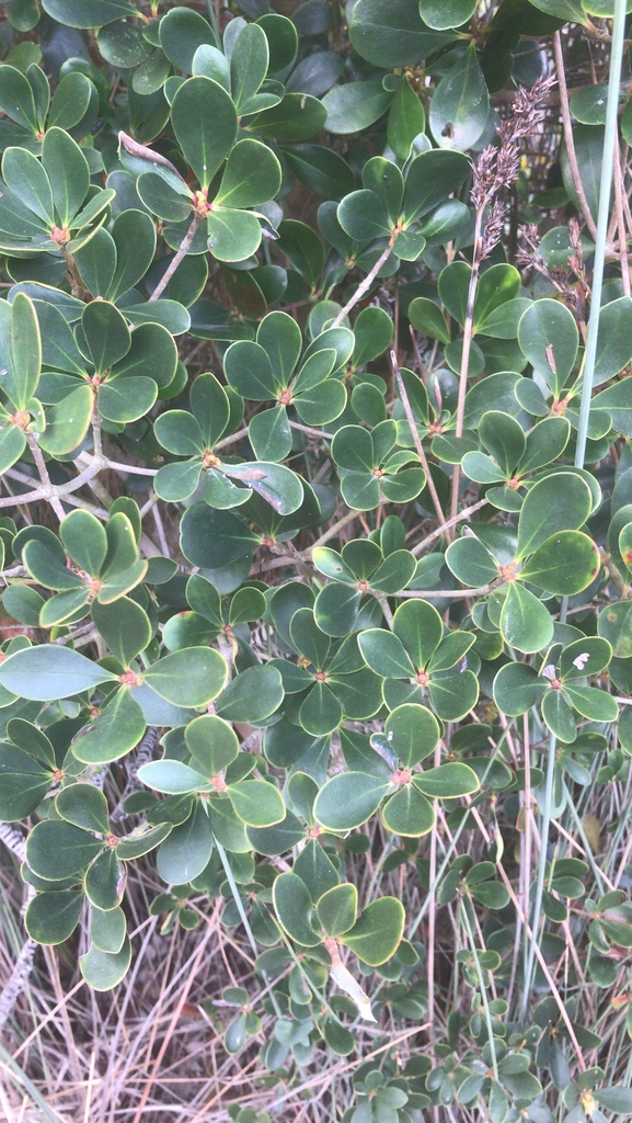 Ternstroemia microphylla (Ternstroemia microphylla)