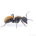 Camponotus darwinii - Photo (c) Steven Wang, todos los derechos reservados, subido por Steven Wang