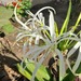 Hymenocallis azteciana - Photo (c) Andres C. Palmer "Jr." (Junior), all rights reserved, uploaded by Andres C. Palmer "Jr." (Junior)