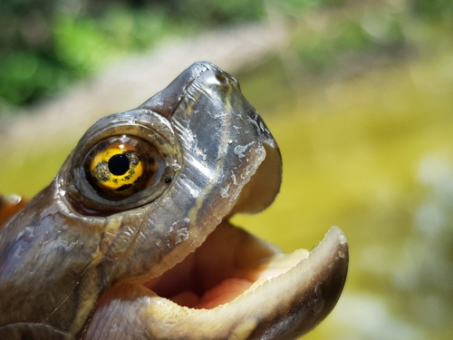 Central Antillean slider