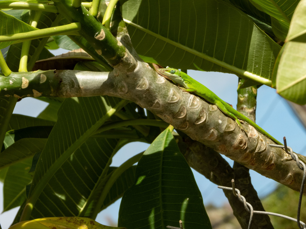 Green Anole from Rambaud 97150, Saint-Martin on June 23, 2021 at 09:22 ...