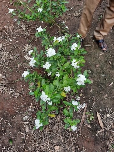 Madagascar Periwinkle