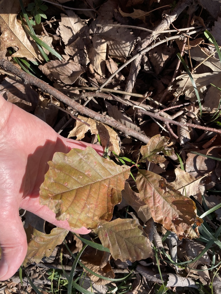 chinkapin oak from Holford Rd, Garland, TX, US on January 10, 2022 at