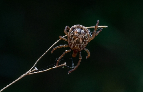 Cayenne Tick