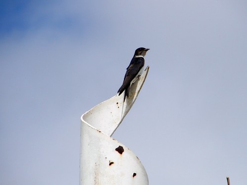 Gray-breasted Martin