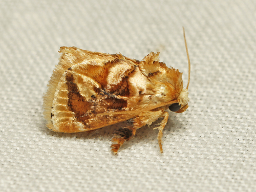 Gavara velutina