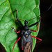 Erbessus rufiventris - Photo (c) Projeto Mantis, todos los derechos reservados, subido por Projeto Mantis