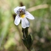 Euphrasia gibbsiae subglabrifolia - Photo (c) Samuel Driyanto, todos los derechos reservados, subido por Samuel Driyanto