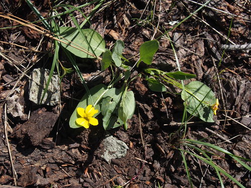 Viola vallicola var. major