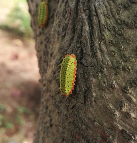 Acharia pauper