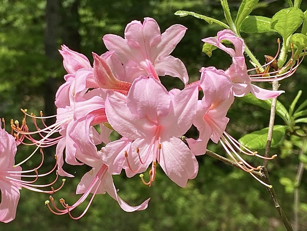 Azaleas (Género Rhododendron) · NaturaLista Mexico