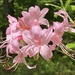 Rhododendron - Photo (c) jfaupel, כל הזכויות שמורות, הועלה על ידי jfaupel